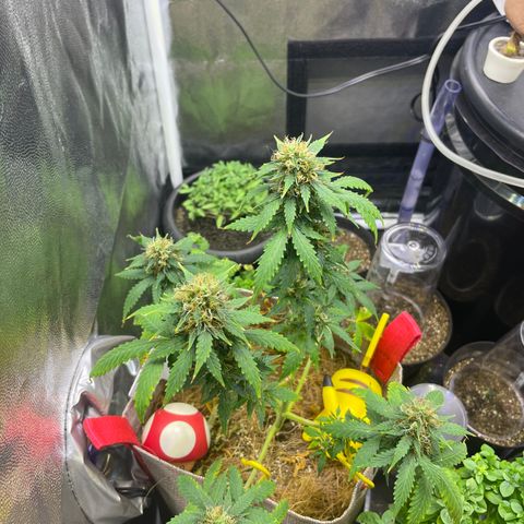 MG001 growlog timeline photo