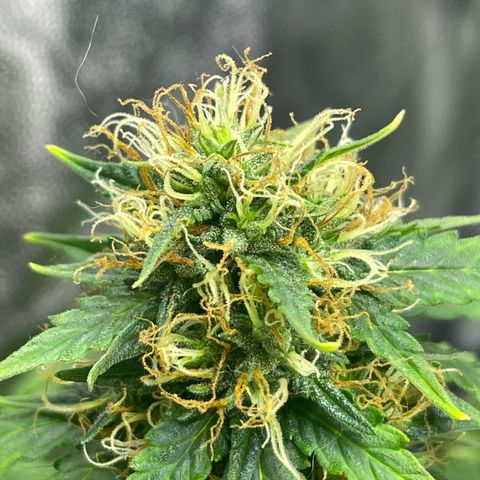 MG001 growlog timeline photo