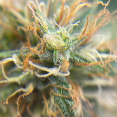MG001 growlog timeline photo
