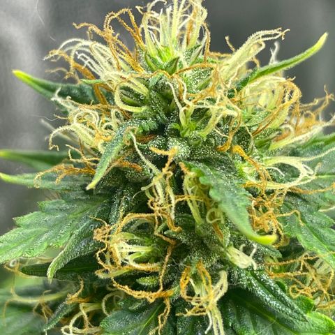 MG001 growlog timeline photo