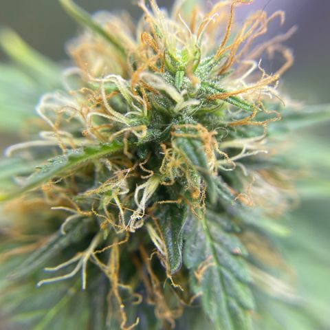 MG001 growlog timeline photo