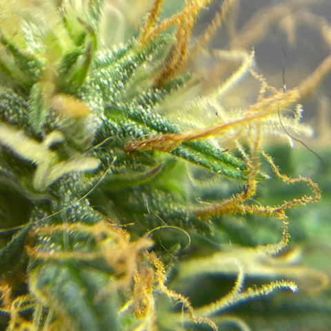 MG001 growlog timeline photo