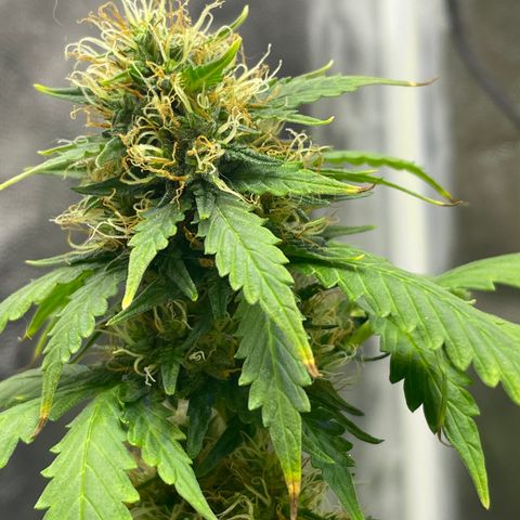 MG001 growlog timeline photo