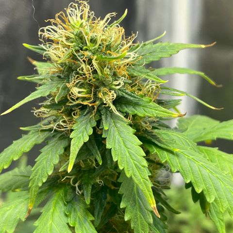 MG001 growlog timeline photo