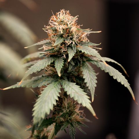 MG001 growlog timeline photo