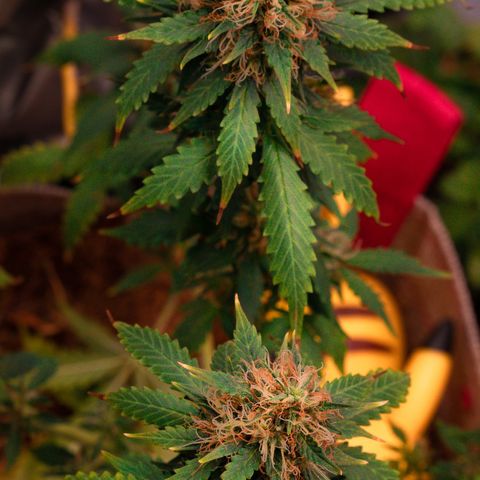 MG001 growlog timeline photo