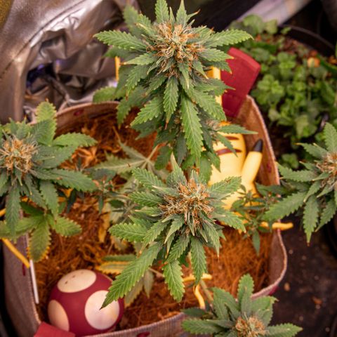 MG001 growlog timeline photo