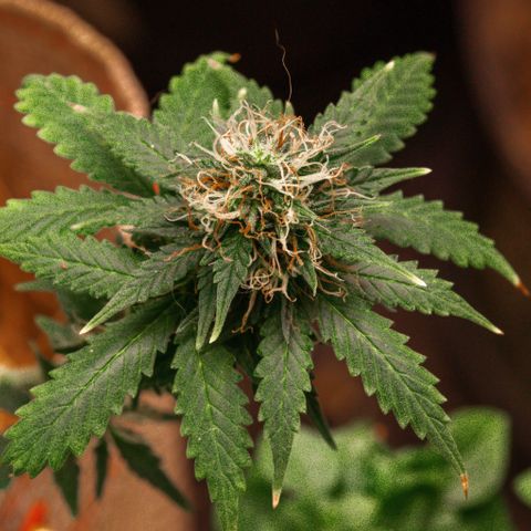 MG001 growlog timeline photo