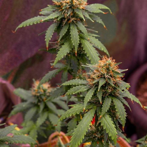 MG001 growlog timeline photo