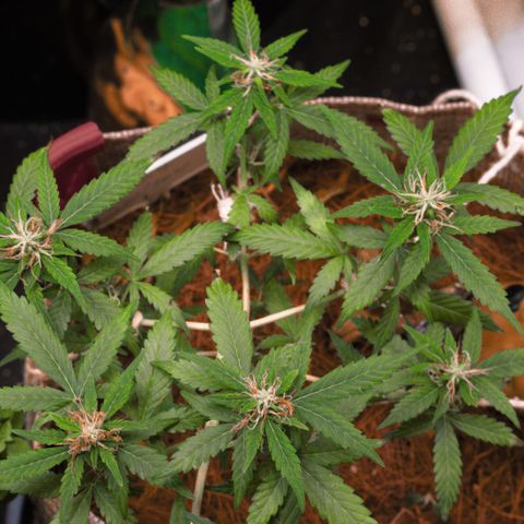MG004 growlog timeline photo