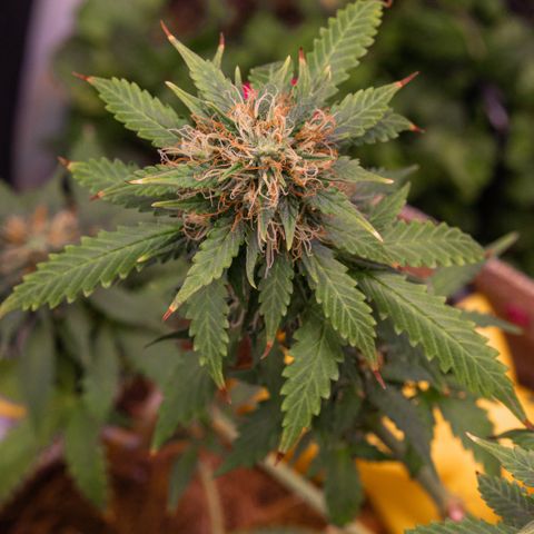MG001 growlog timeline photo