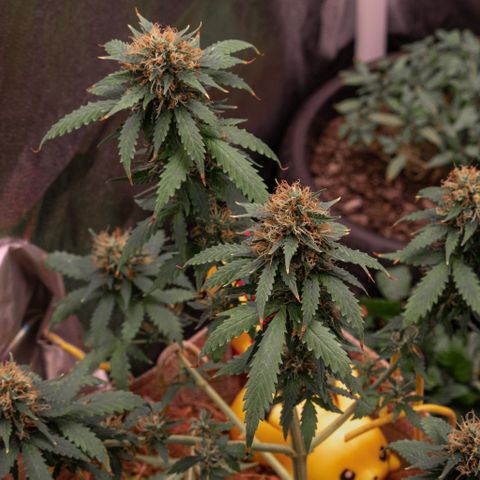 MG001 growlog timeline photo
