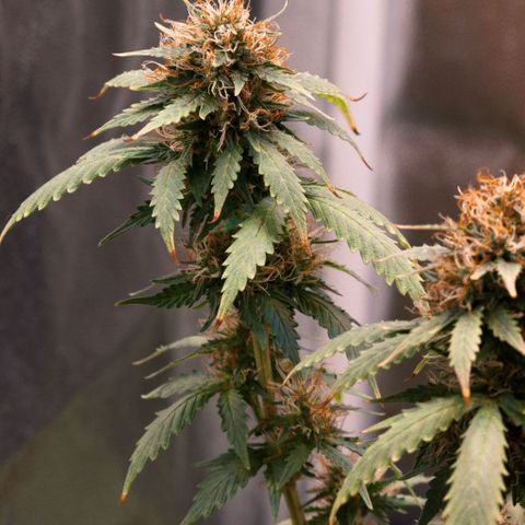 MG001 growlog timeline photo