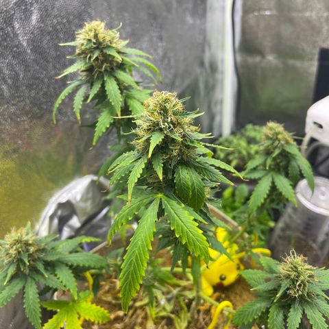 MG001 growlog timeline photo