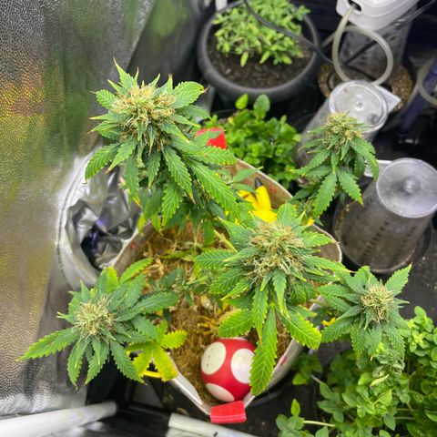 MG001 growlog timeline photo