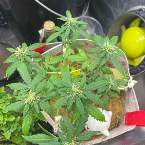 MG004 growlog timeline photo