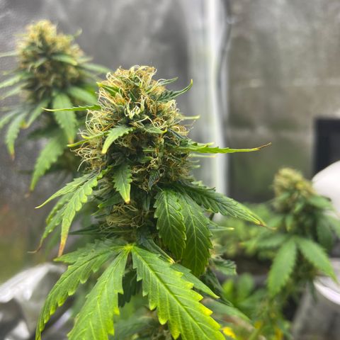 MG001 growlog timeline photo