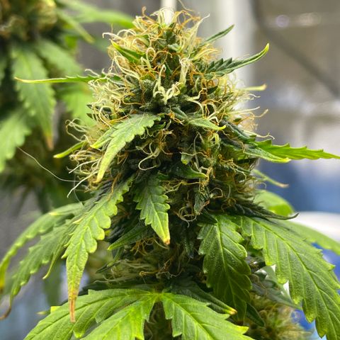 MG001 growlog timeline photo