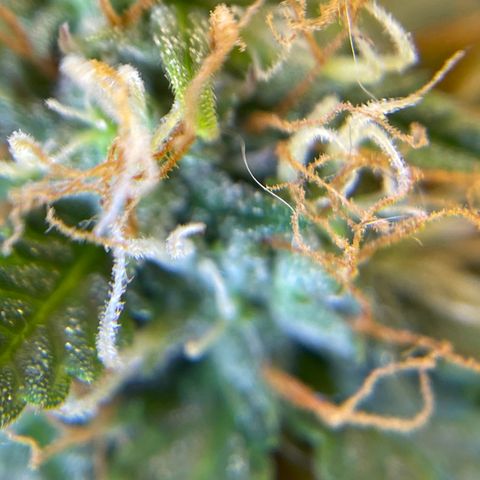 MG001 growlog timeline photo