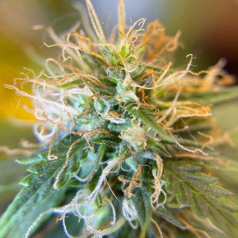 MG001 growlog timeline photo
