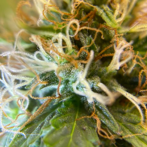 MG001 growlog timeline photo