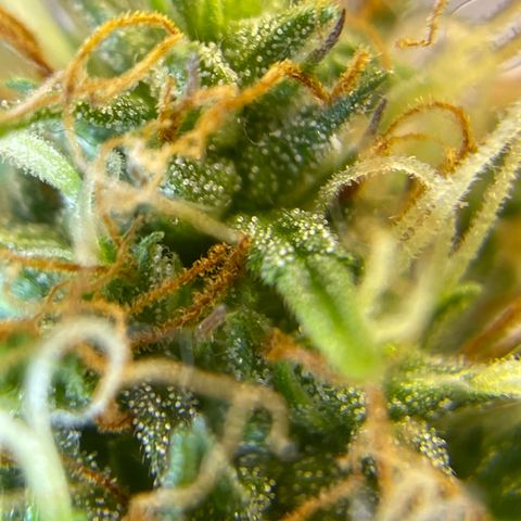 MG001 growlog timeline photo