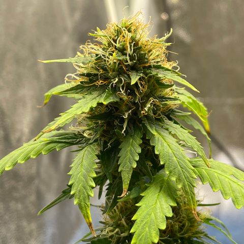 MG001 growlog timeline photo