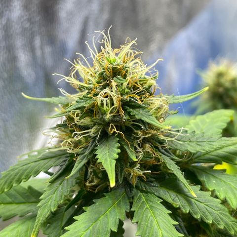 MG001 growlog timeline photo