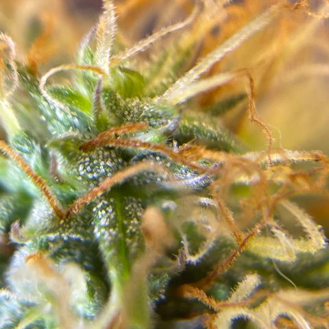 MG001 growlog timeline photo