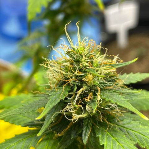 MG001 growlog timeline photo