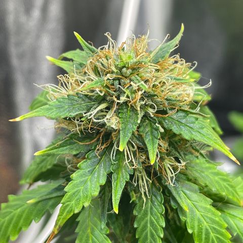 MG001 growlog timeline photo