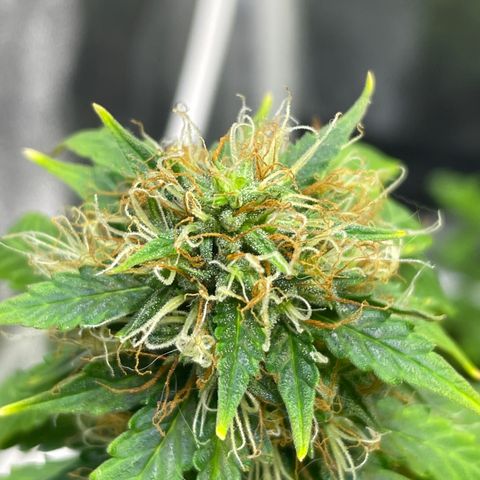 MG001 growlog timeline photo