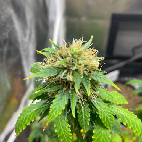 MG001 growlog timeline photo