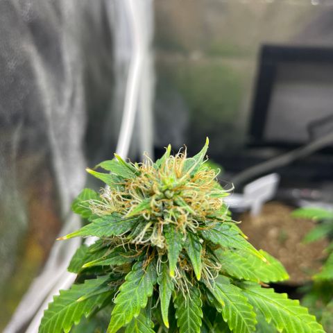 MG001 growlog timeline photo