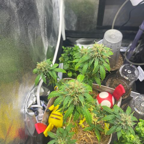 MG001 growlog timeline photo