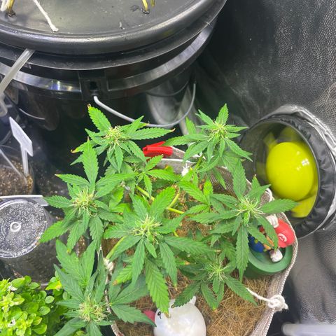 MG004 growlog timeline photo