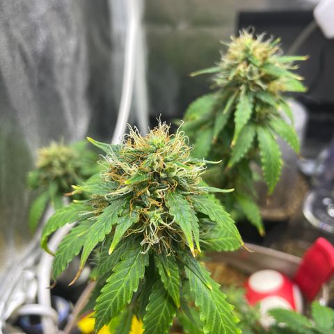 MG001 growlog timeline photo