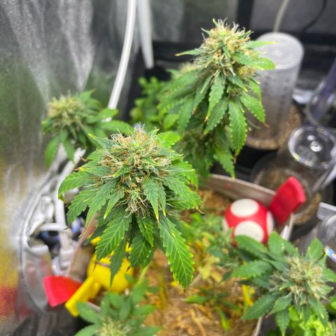 MG001 growlog timeline photo