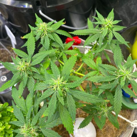 MG004 growlog timeline photo