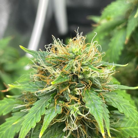 MG001 growlog timeline photo