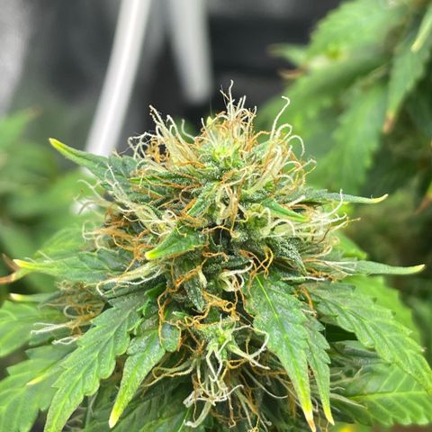 MG001 growlog timeline photo