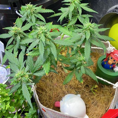 MG004 growlog timeline photo
