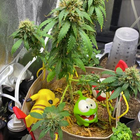 MG001 growlog timeline photo