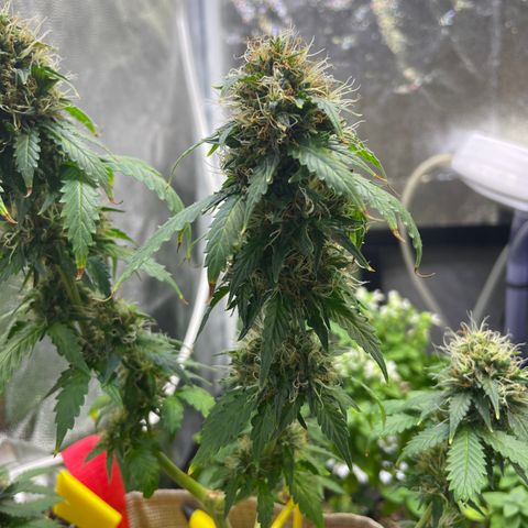 MG001 growlog timeline photo