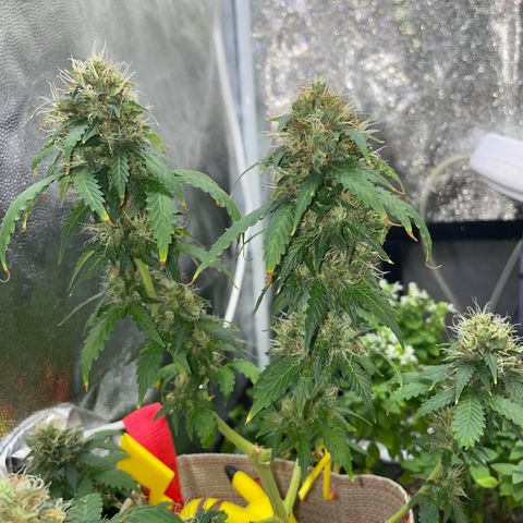MG001 growlog timeline photo