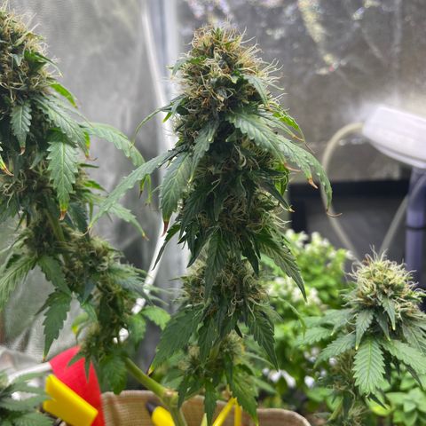 MG001 growlog timeline photo