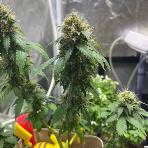 MG001 growlog timeline photo