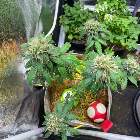 MG001 growlog timeline photo