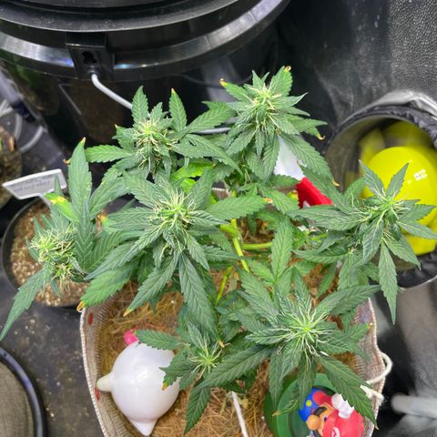 MG004 growlog timeline photo