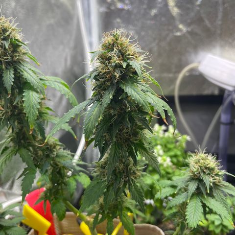 MG001 growlog timeline photo